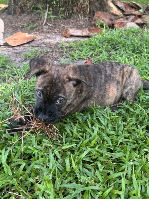 Photo of Nikko, adoptable Labrador Retriever in Royal Palm Beach, Florida