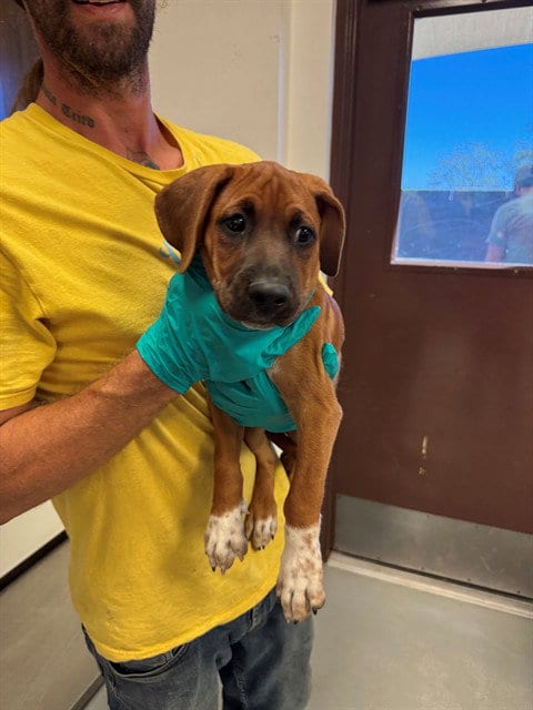 Photo of A171470, adoptable Bloodhound in Bakersfield, California