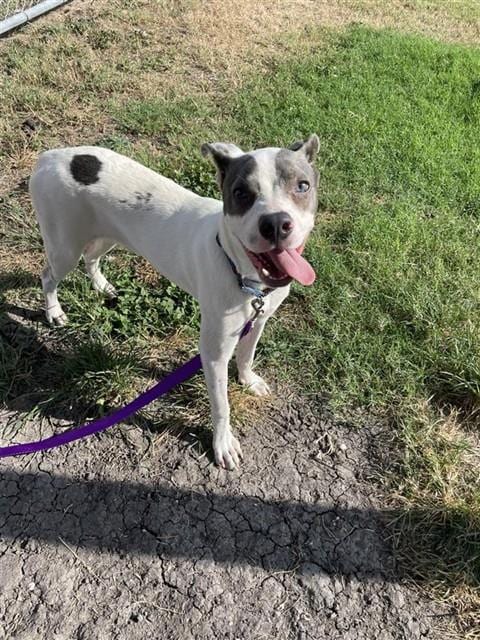 Photo of Frodo, adoptable American Pit Bull Terrier in Corpus Christi, Texas