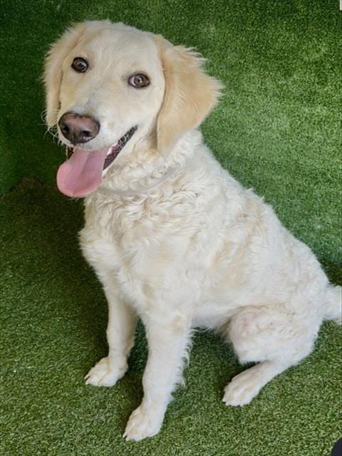 Photo of Darcie, adoptable Labrador Retriever in Lancaster, California
