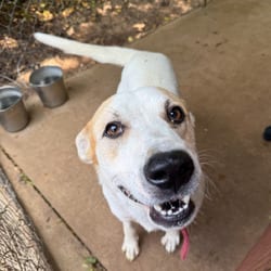 Photo of Lou, adoptable American Pit Bull Terrier Mixed Breed (Large) in Stephenville, Texas