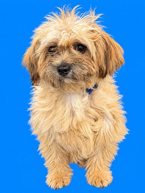 Photo of Bear, adoptable Maltese in Miami, Florida