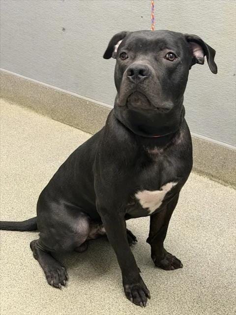 Photo of Nemo, adoptable Pit Bull Terrier in Las Vegas, Nevada