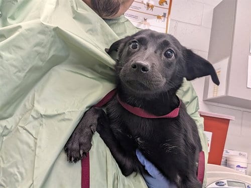 Photo of Sparkle, adoptable Labrador Retriever in Mesa, Arizona