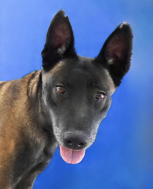 Photo of Nutmeg, adoptable Belgian Shepherd Malinois in Pasadena, California