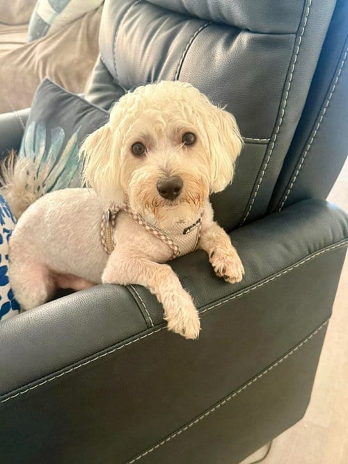 Photo of Joseph, adoptable Poodle (Miniature) in Corona, California