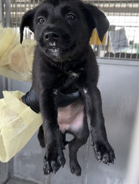 Photo of Jean, adoptable Pit Bull Terrier in San Bernardino, California