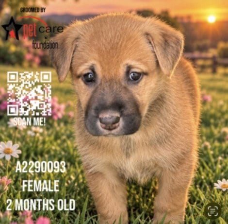 Photo of Lemonade, adoptable German Shepherd Dog in Los Angeles, California