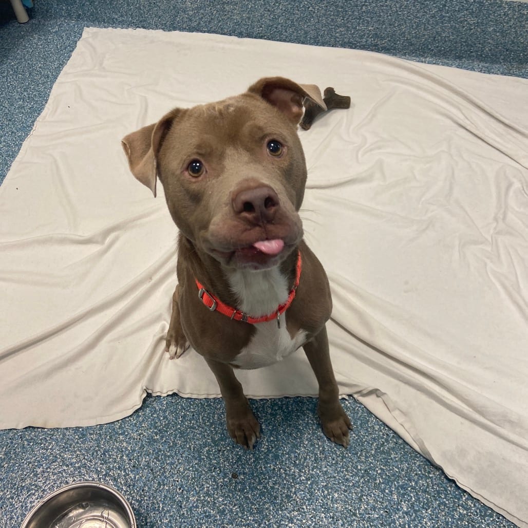 Photo of Buckles, adoptable Terrier, Pit Bull in Greensboro, North Carolina