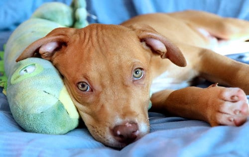 Photo of Yosemite, adoptable American Pit Bull Terrier in Raytown, Missouri