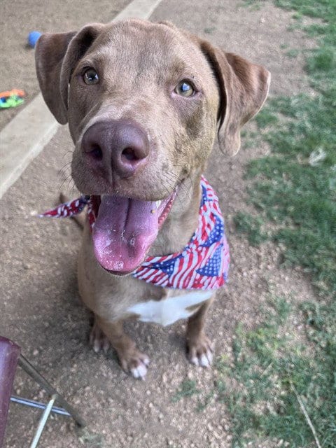Photo of Rascal, adoptable Catahoula Leopard Dog in Plano, Texas