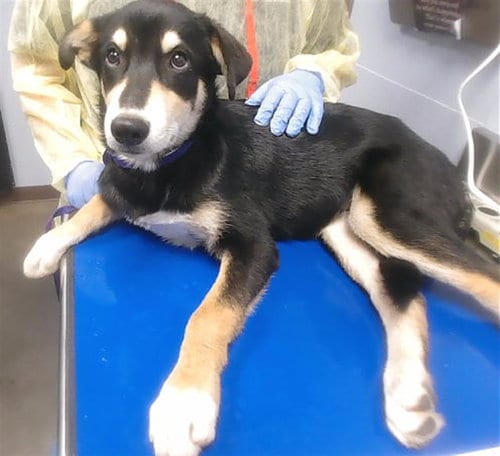 Photo of Manny, adoptable Anatolian Shepherd in Phoenix, Arizona