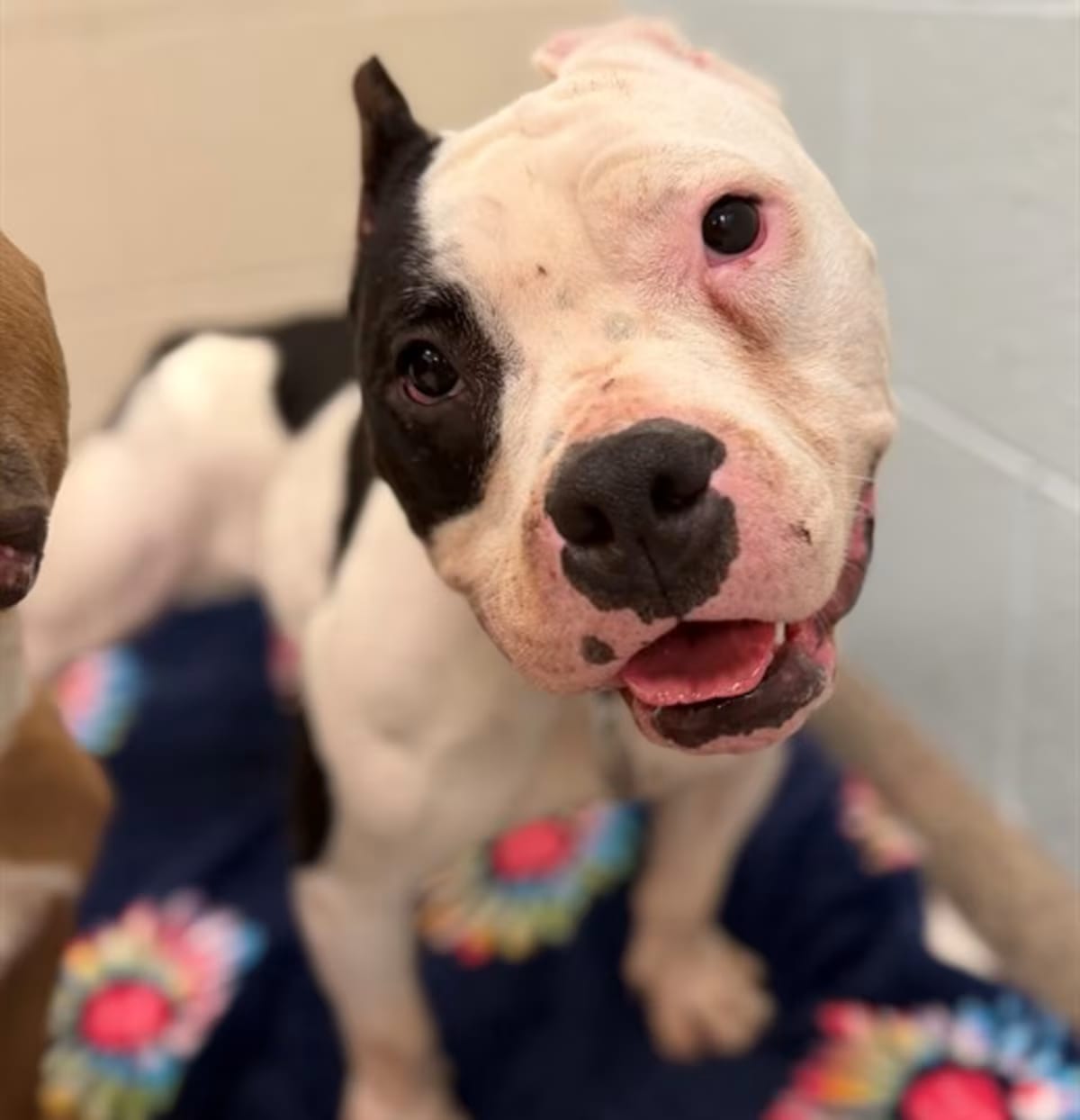 Photo of Lola, adoptable American Bulldog in Brighton, Colorado
