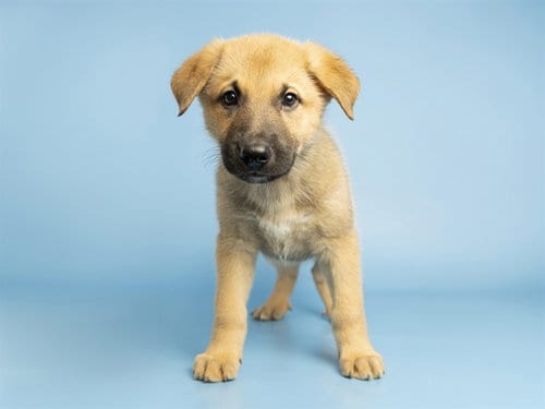 Photo of Lupin, adoptable German Shepherd Dog in Phoenix, Arizona
