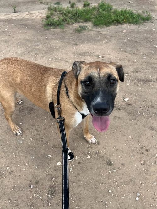 Photo of Ocean, adoptable Black Mouth Cur in Pipe Creek, Texas