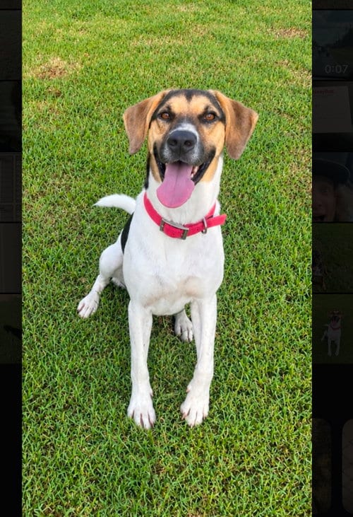 Photo of Rocky, adoptable Catahoula Leopard Dog in Gun Barrel City, Texas