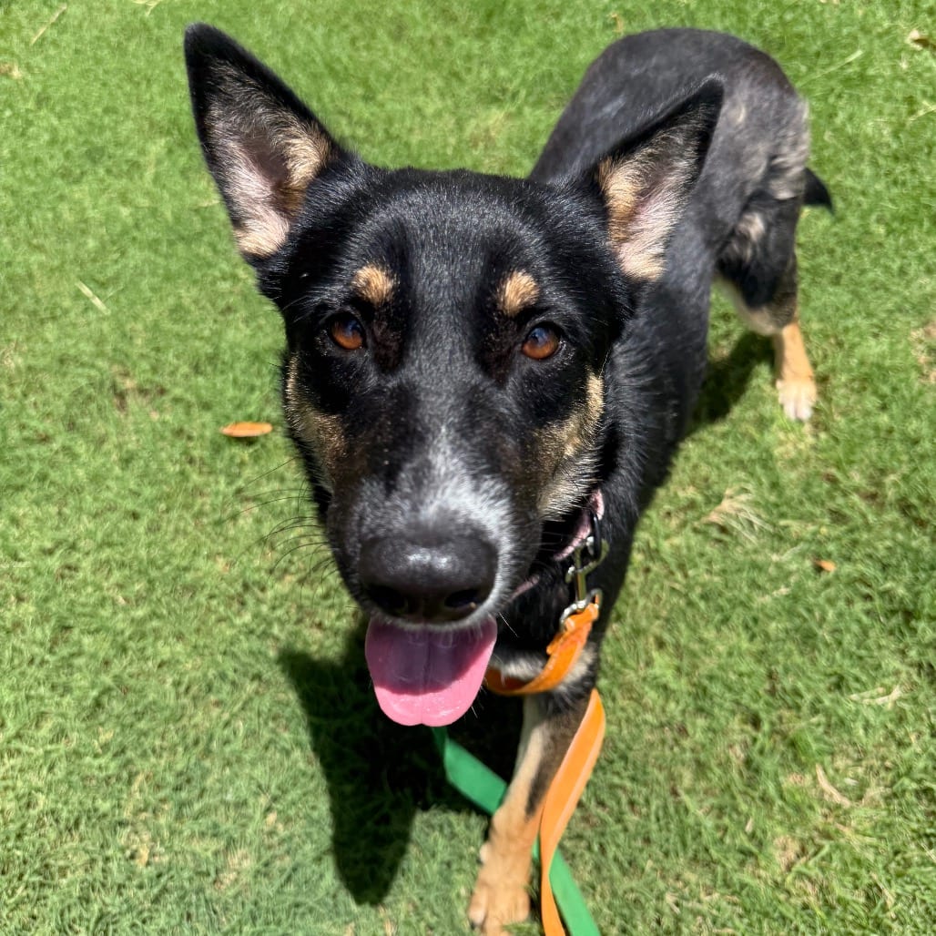 Photo of Sally Sue, adoptable Shepherd / Mixed Breed (Large) in San Antonio, Texas