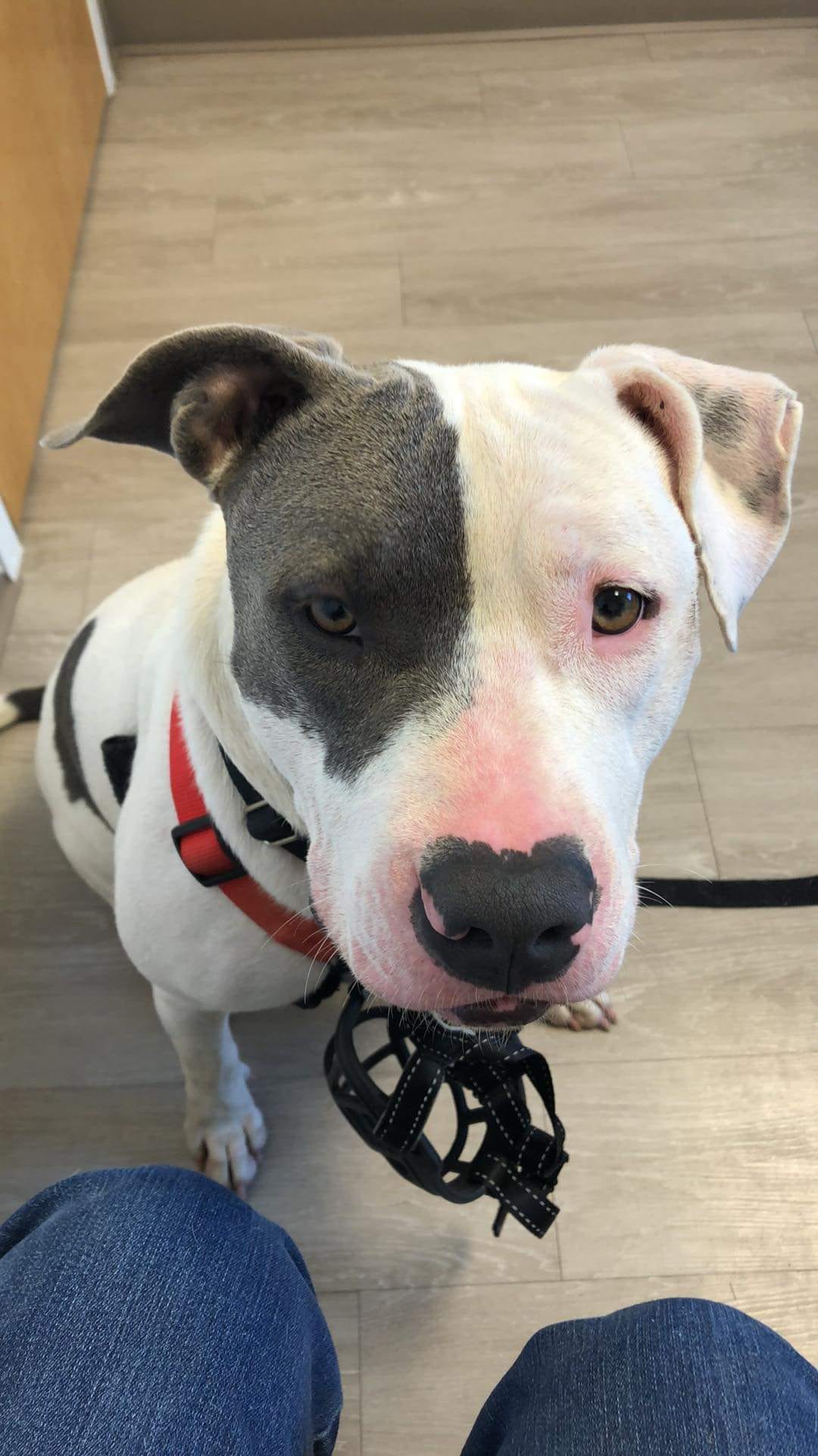 Photo of Ivy, adoptable American Pit Bull Terrier in Kempner, Texas