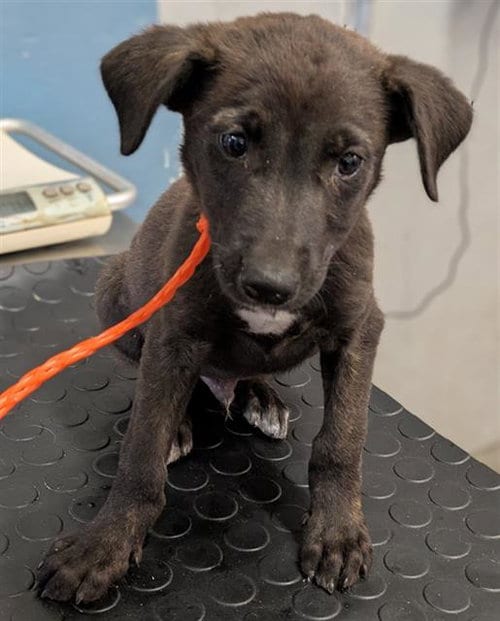 Photo of A888972, adoptable Pit Bull Terrier in Camarillo, California