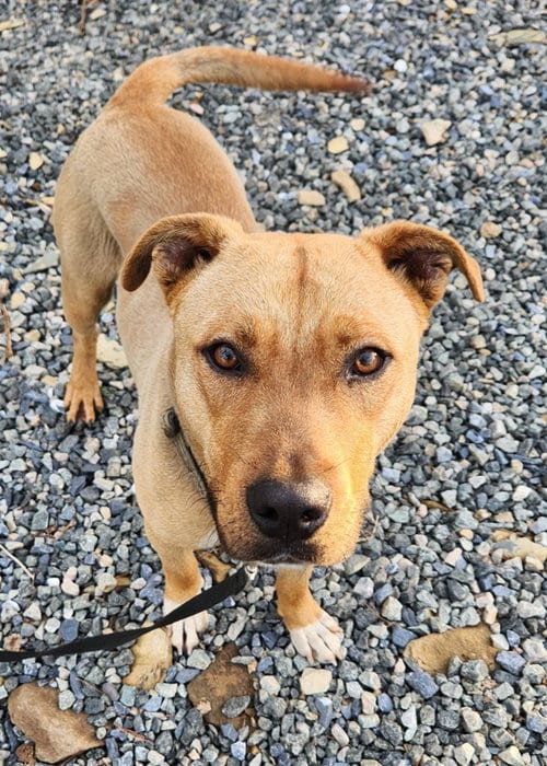 Photo of Simba, adoptable Pit Bull Terrier in Walnutport, Pennsylvania