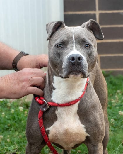 Photo of Cinnamon Crunch, adoptable dog in Chamblee, Georgia