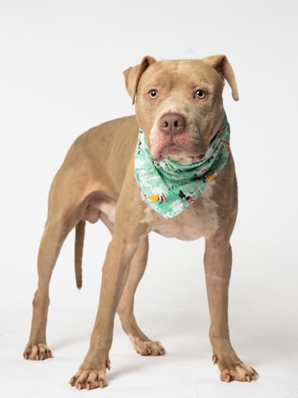Photo of Mufasa, adoptable dog in Atlanta, Georgia