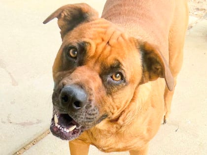 Photo of Slade, adoptable dog in Georgetown, Texas