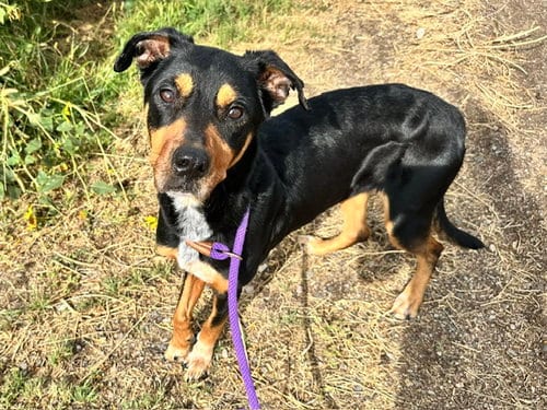 Photo of Sylvie, adoptable Rottweiler in Albuquerque, New Mexico