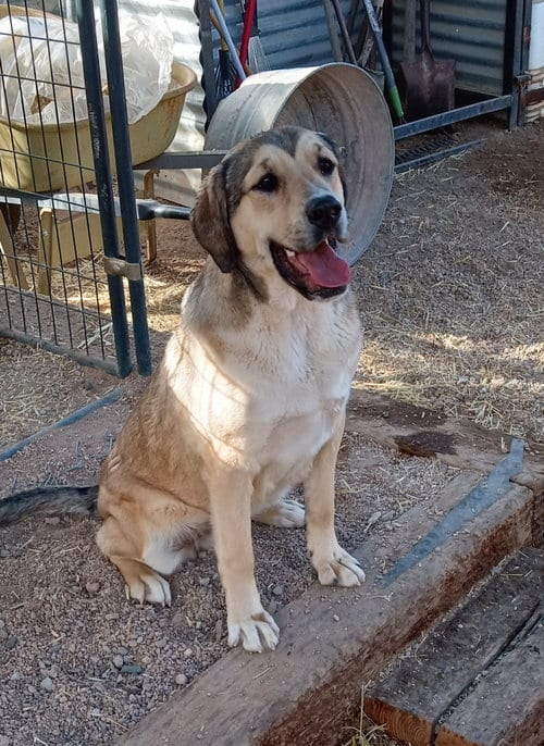 Photo of Yannis, adoptable Shepherd in Golden Valley, Arizona