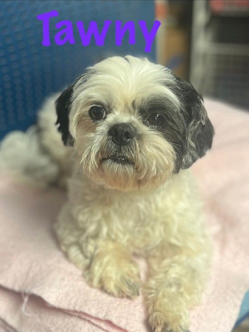 Photo of Tawny, adoptable Shih Tzu in Pipe Creek, Texas