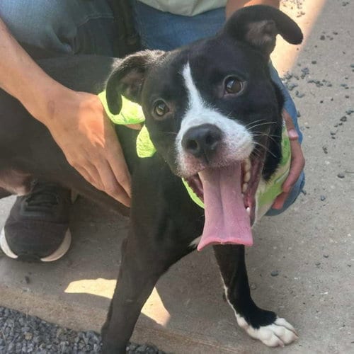 Photo of Maverick, adoptable Pit Bull Terrier in Low Moor, Virginia
