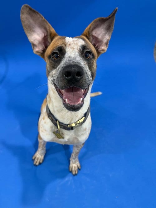 Photo of Riddle, adoptable Cattle Dog in Sandy, Utah
