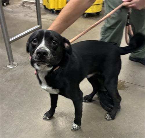 Photo of Noodles, adoptable Pug in Phoenix, Arizona