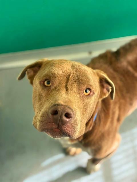 Photo of Cerave, adoptable Pit Bull Terrier in Visalia, California