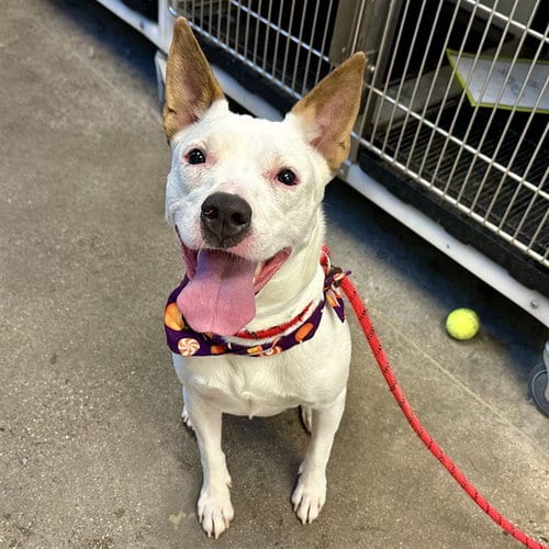 Photo of Ginny, adoptable American Pit Bull Terrier in Mesa, Arizona
