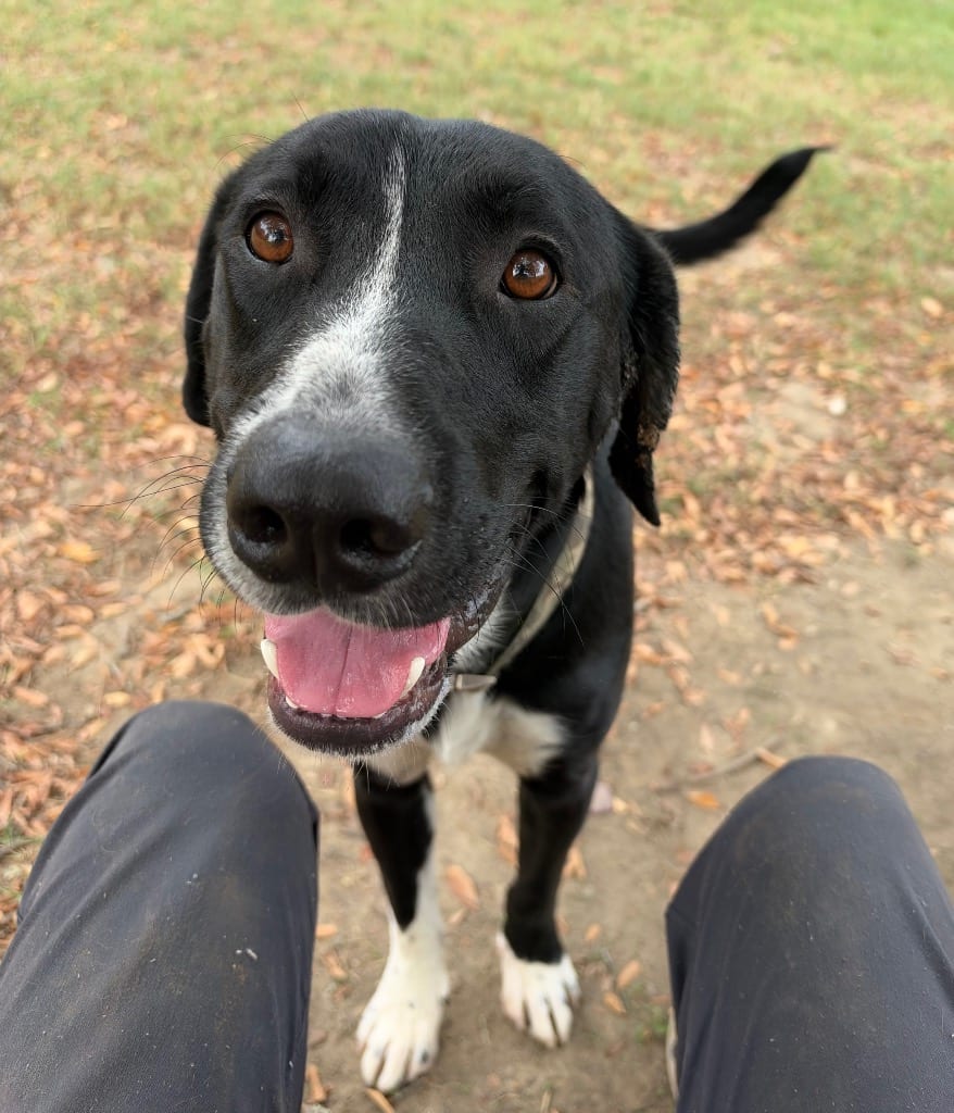Photo of Ryder, adoptable Labrador Retriever in Little Rock, Arkansas
