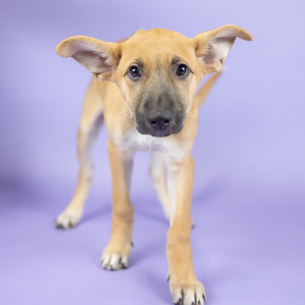 Photo of Shannon, adoptable Mixed Breed (Medium) in Portland, Oregon