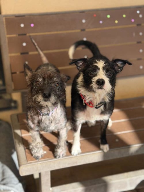 Photo of Phoebe, adoptable Cairn Terrier in Santa Maria, California