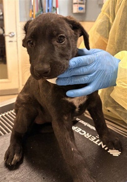 Photo of Cupcake, adoptable Labrador Retriever in Riverside, California