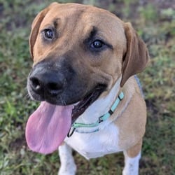 Photo of Evander, adoptable Black Mouth Cur in Syracuse, New York
