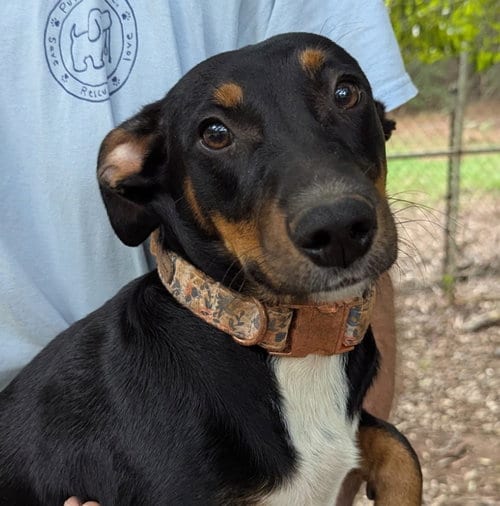Photo of Winniewinkle, adoptable Dachshund in Milner, Georgia