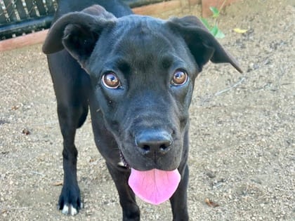 Photo of Ziggy, adoptable dog in Georgetown, Texas