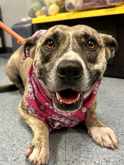 Photo of Vienna, adoptable Australian Cattle Dog mix in Miami, Florida