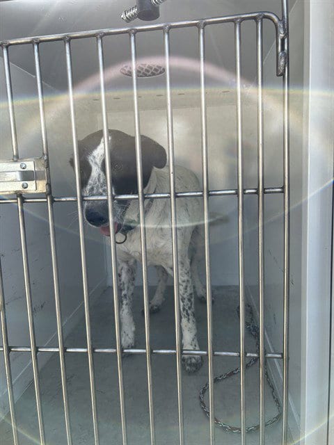 Photo of Finnegan (Finn), adoptable Australian Cattle Dog/Blue Heeler in Sacramento, California