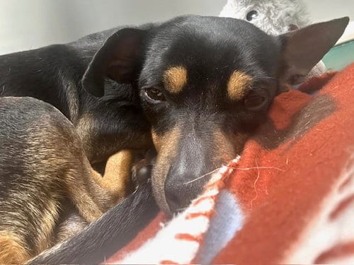 Photo of Firulais, adoptable Chihuahua in Houston, Texas