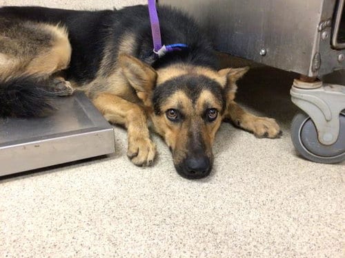 Photo of Houdini, adoptable German Shepherd Dog in Riverside, California