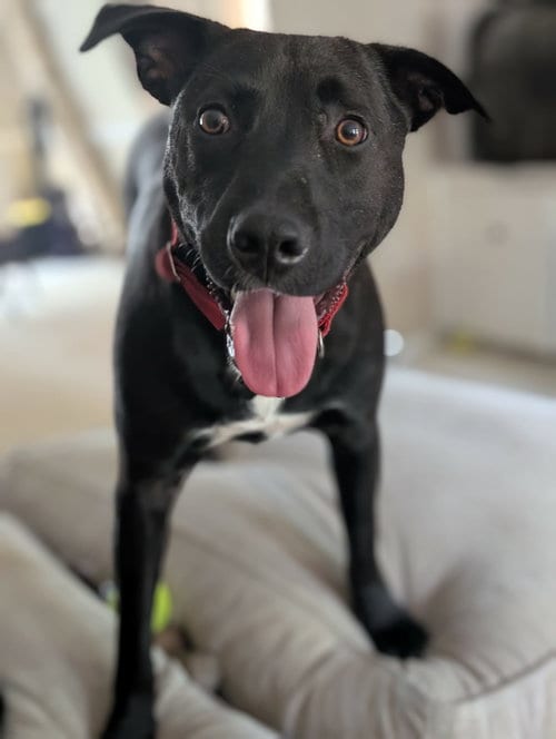 Photo of Henery, adoptable American Pit Bull Terrier in Germantown, Ohio