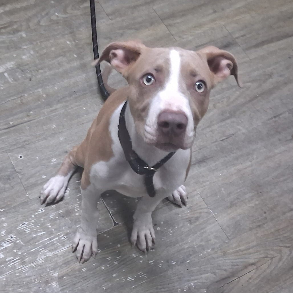 Photo of Esteban, adoptable Mixed Breed (Medium) in Summerville, South Carolina
