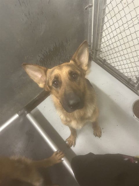 Photo of Chanel, adoptable German Shepherd Dog in Conroe, Texas