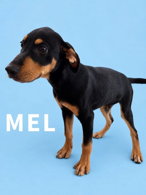 Photo of Mel, adoptable Labrador Retriever in Rutherfordton, North Carolina